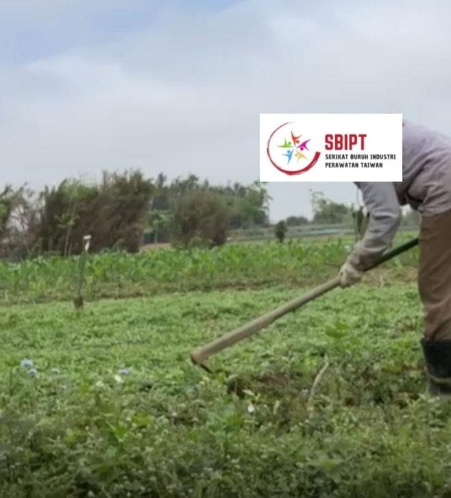 Job-ku Caregiver atau Farmer